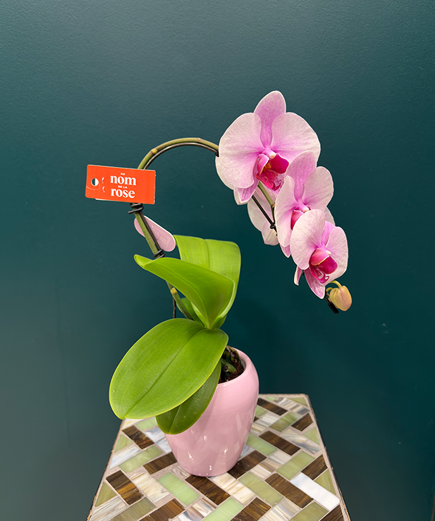Orchidée mini prestige Rose