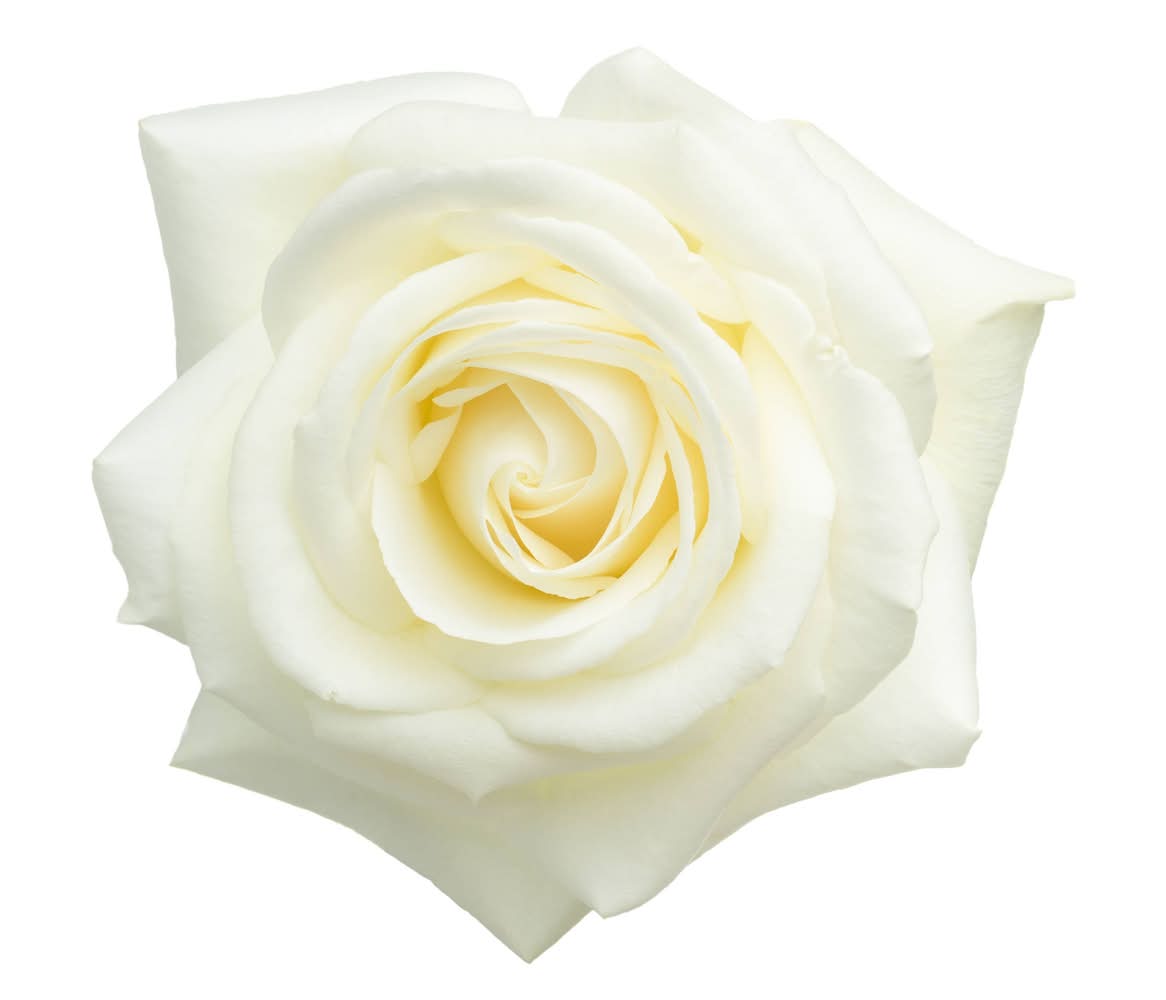 Rose Blanche Avalanche