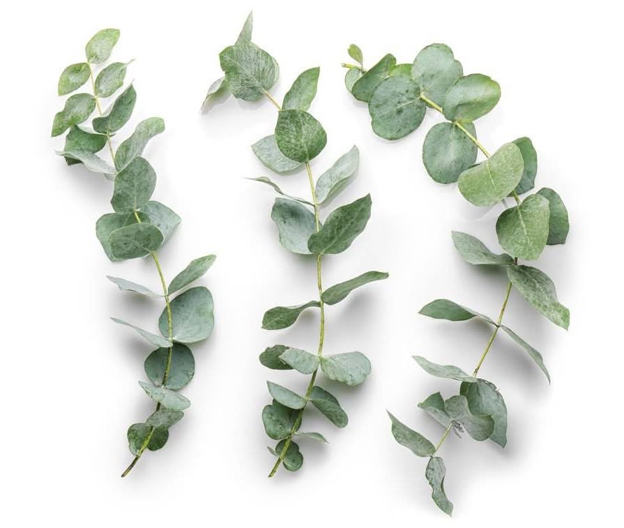 Botte eucalyptus français