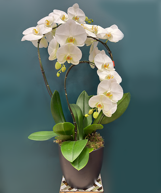 Orchidée Prestige 3 tiges - Blanche