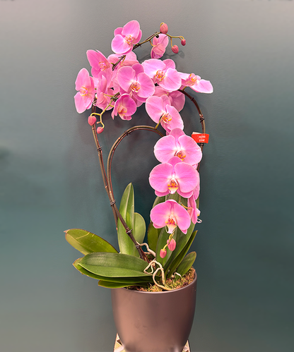 Orchidée Prestige 3 tiges - Rose
