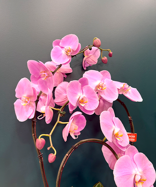 Orchidée Prestige 3 tiges - Rose