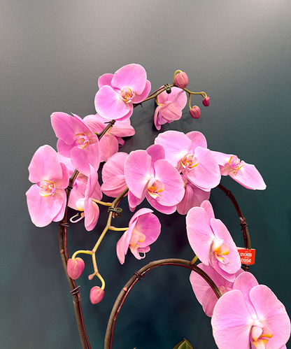 Orchidée Prestige 3 tiges - Rose