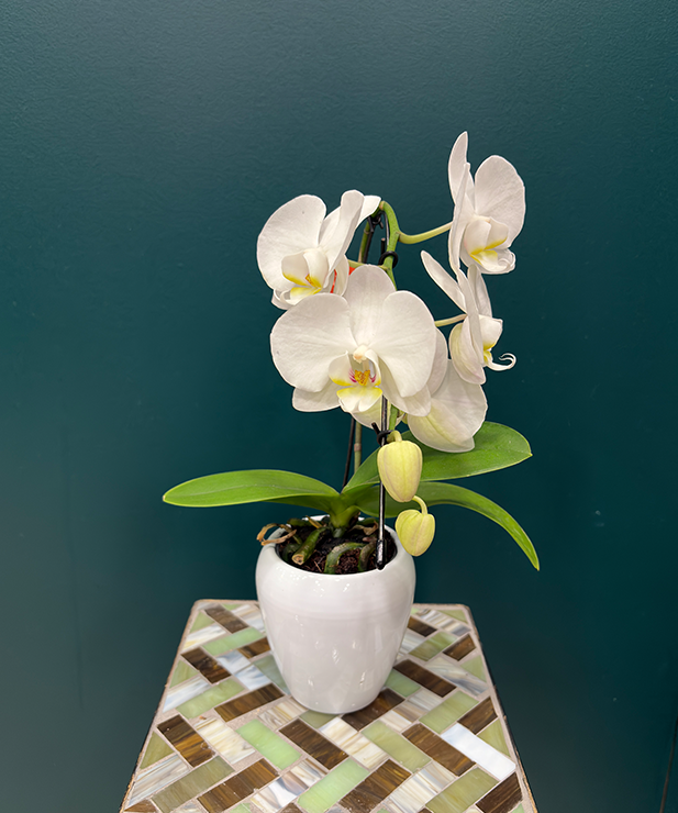 Orchidée mini prestige Blanche