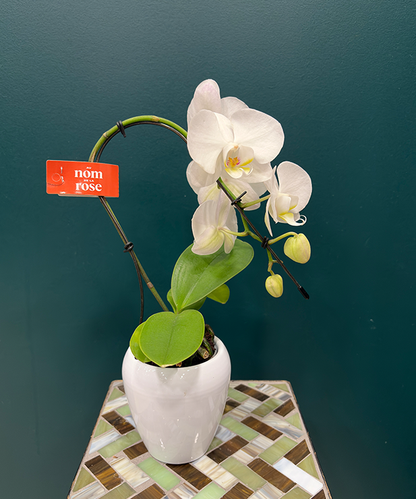 Orchidée mini prestige Blanche