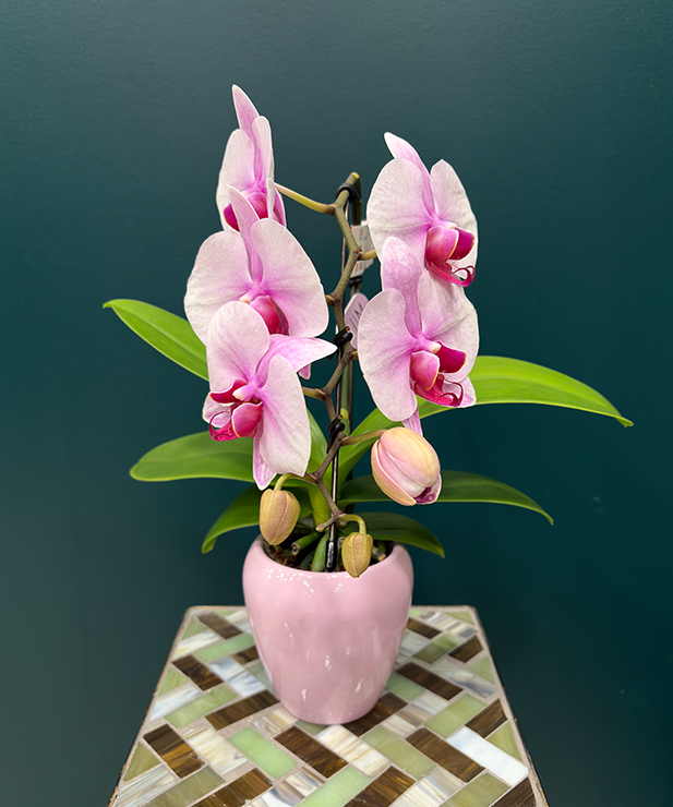 Orchidée mini prestige Rose