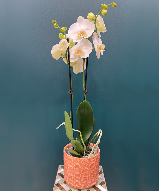 Orchidée 2 tiges - Blanc