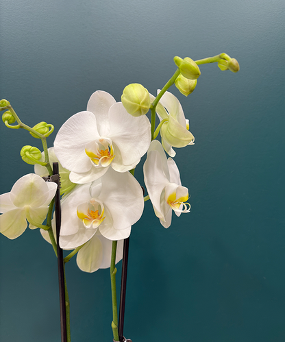 Orchidée 2 tiges - Blanc