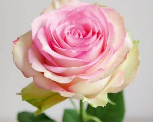 Rose Espérance