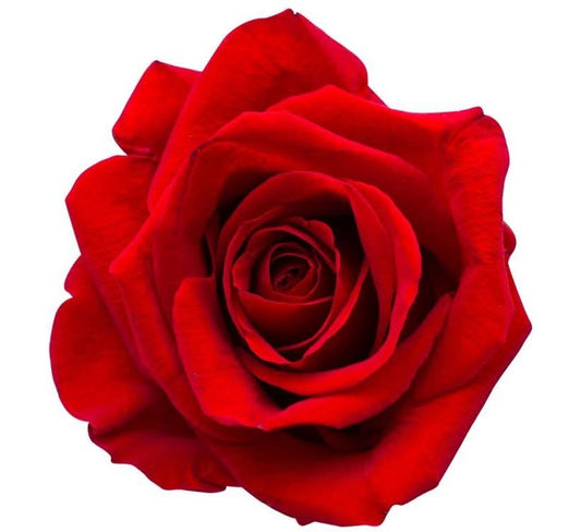 Rose Rouge Red Naomi